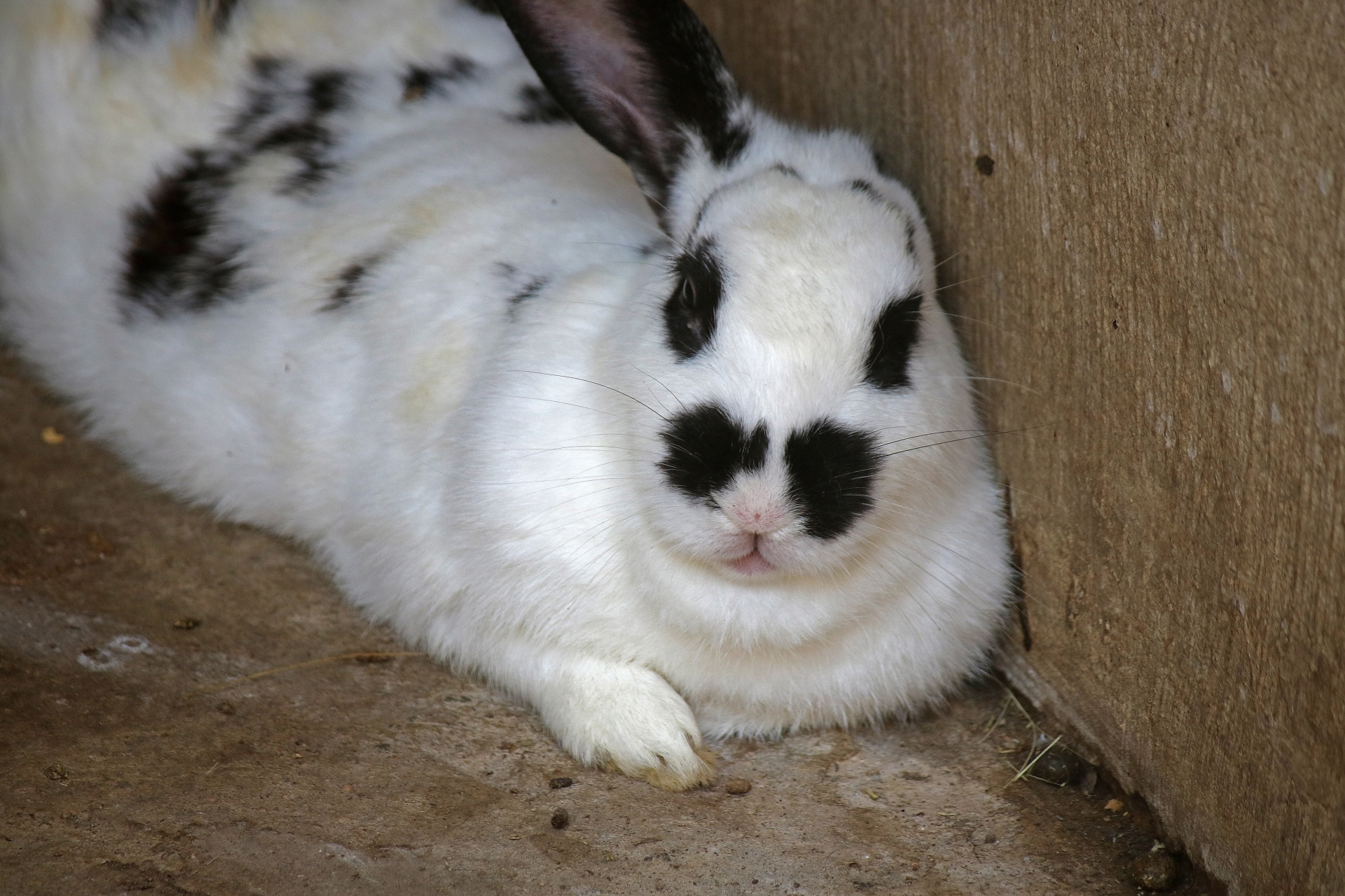 bunny rabbit black markings free photo