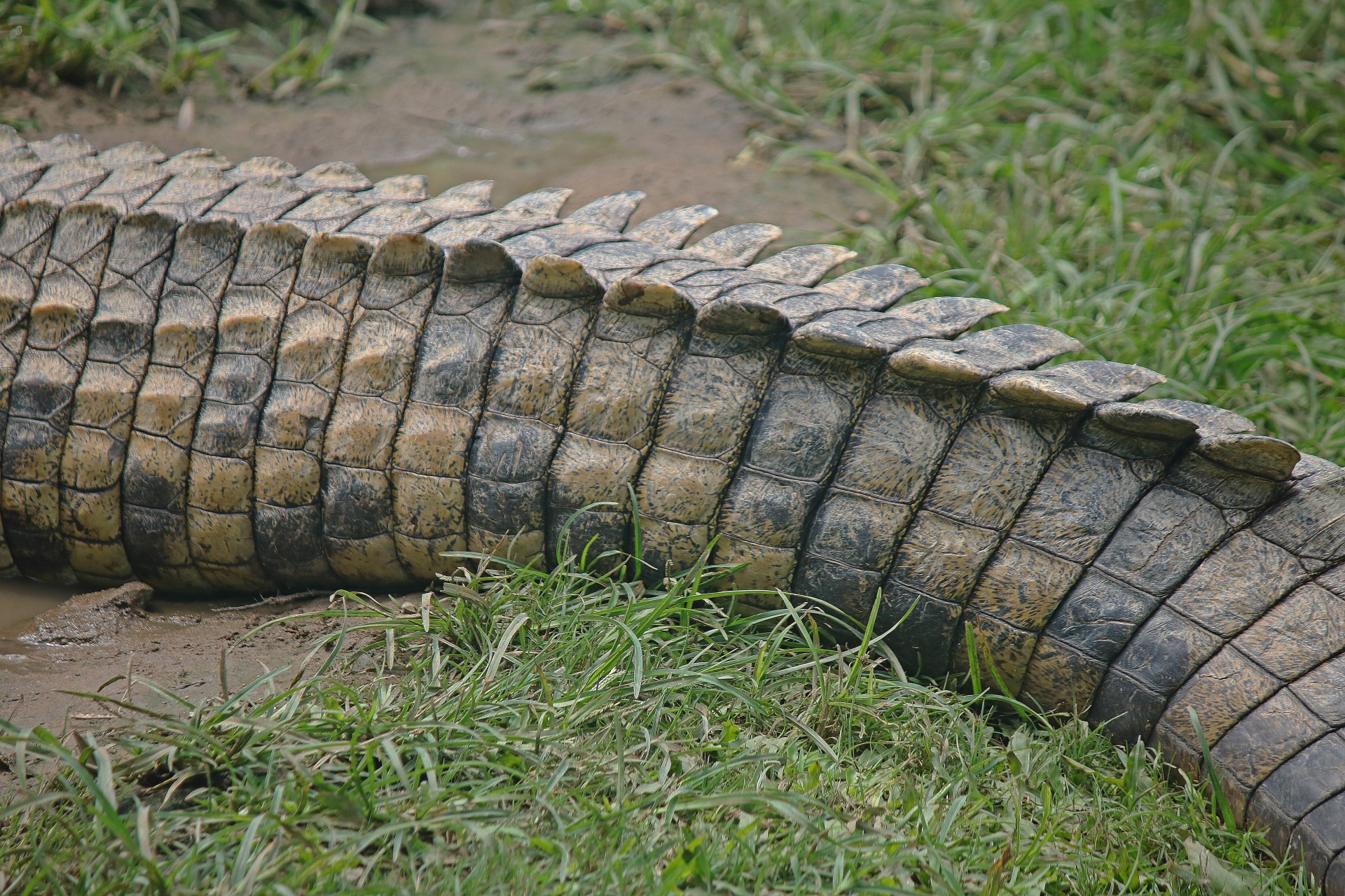 crocodile reptile nile free photo