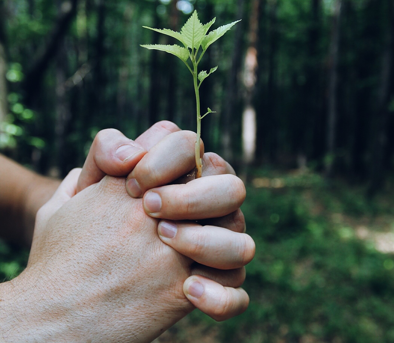 closed hands flower free photo