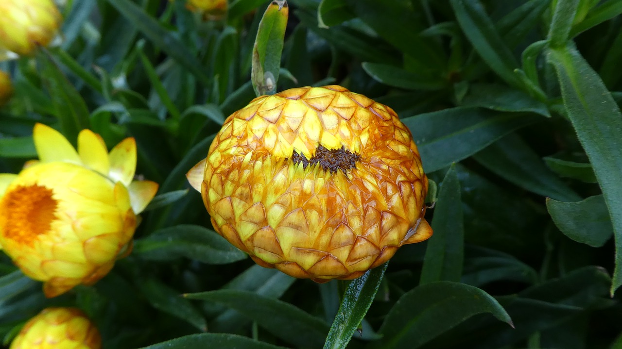 closed straw flower  yellow  sleep free photo