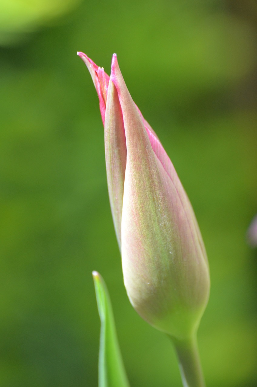 closed tulip tulip flower free photo