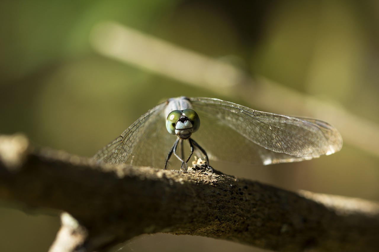 closeup fly park free photo