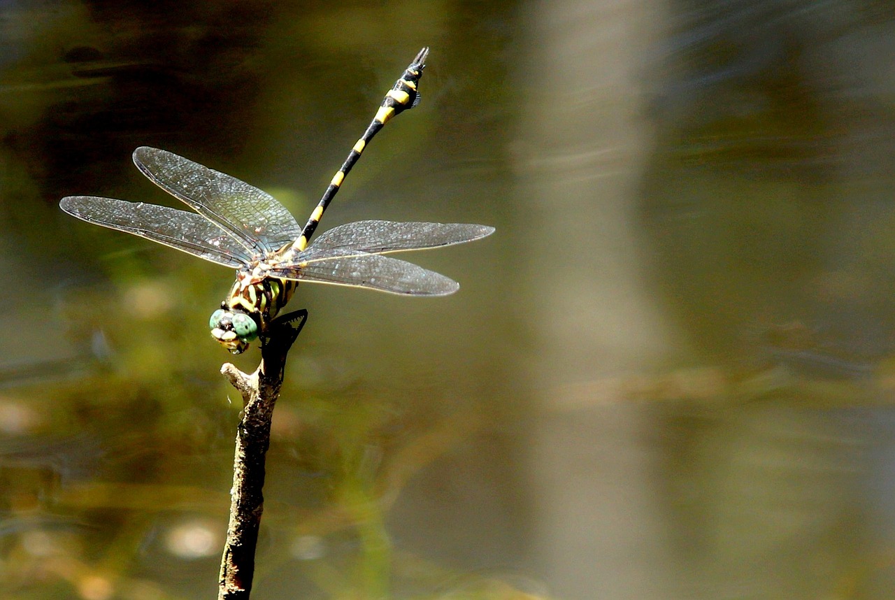 closeup fly park free photo