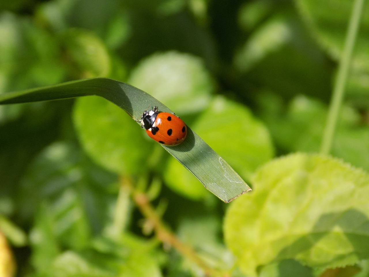 closeup ladybug green free photo