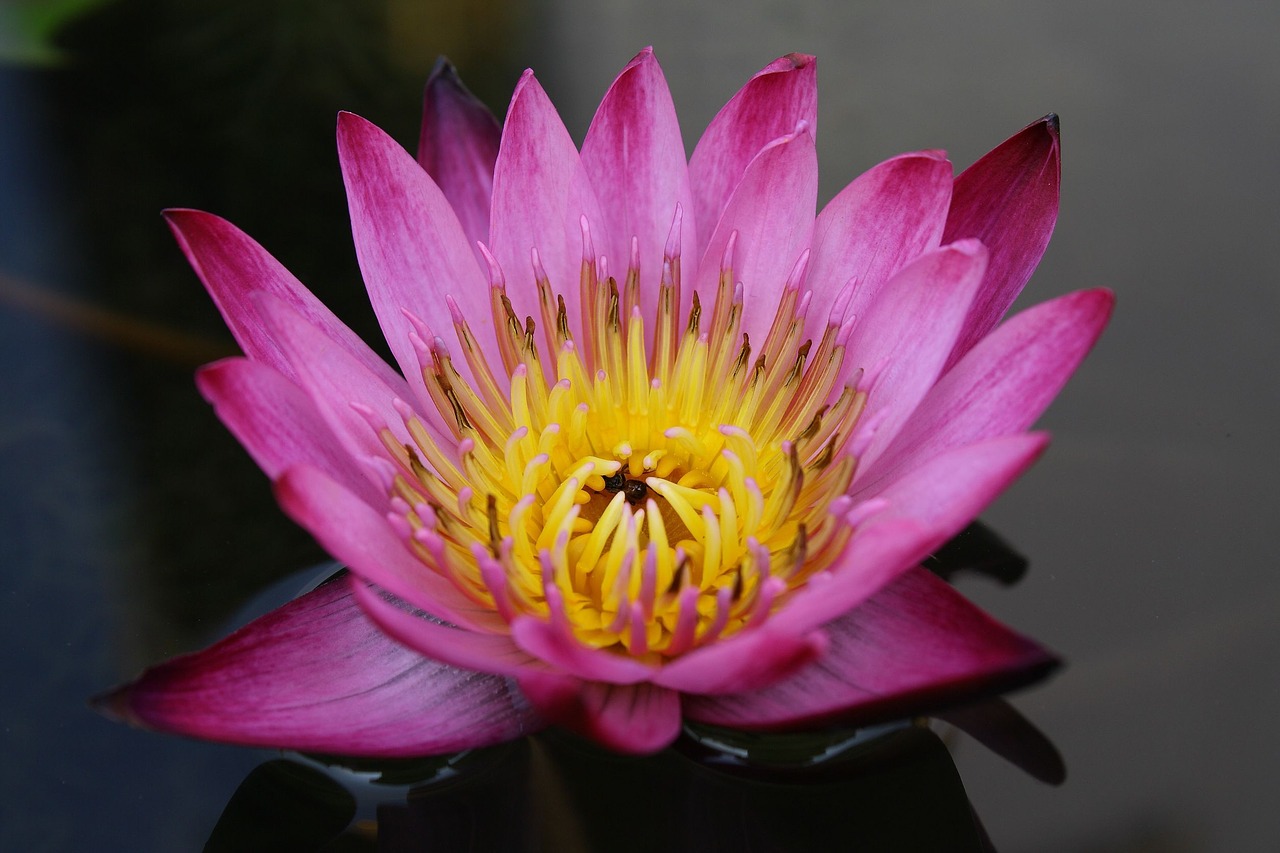 close flowers lotus free photo