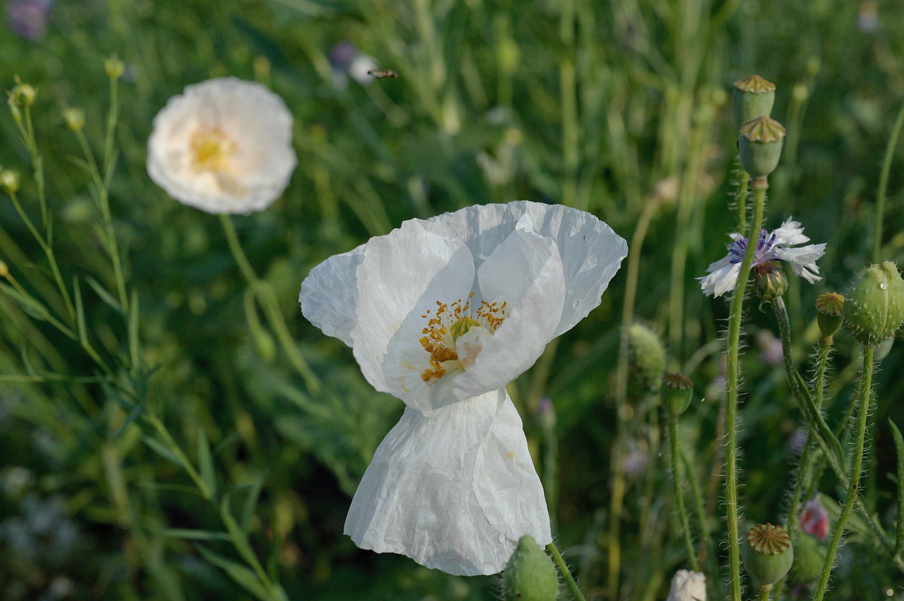 closeup white poppy white flowers free photo