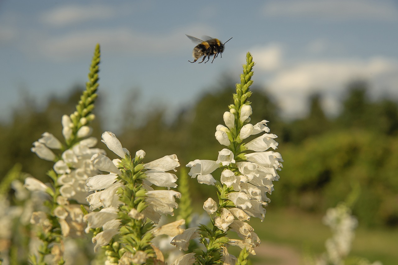 closeup nature bumblebee free photo