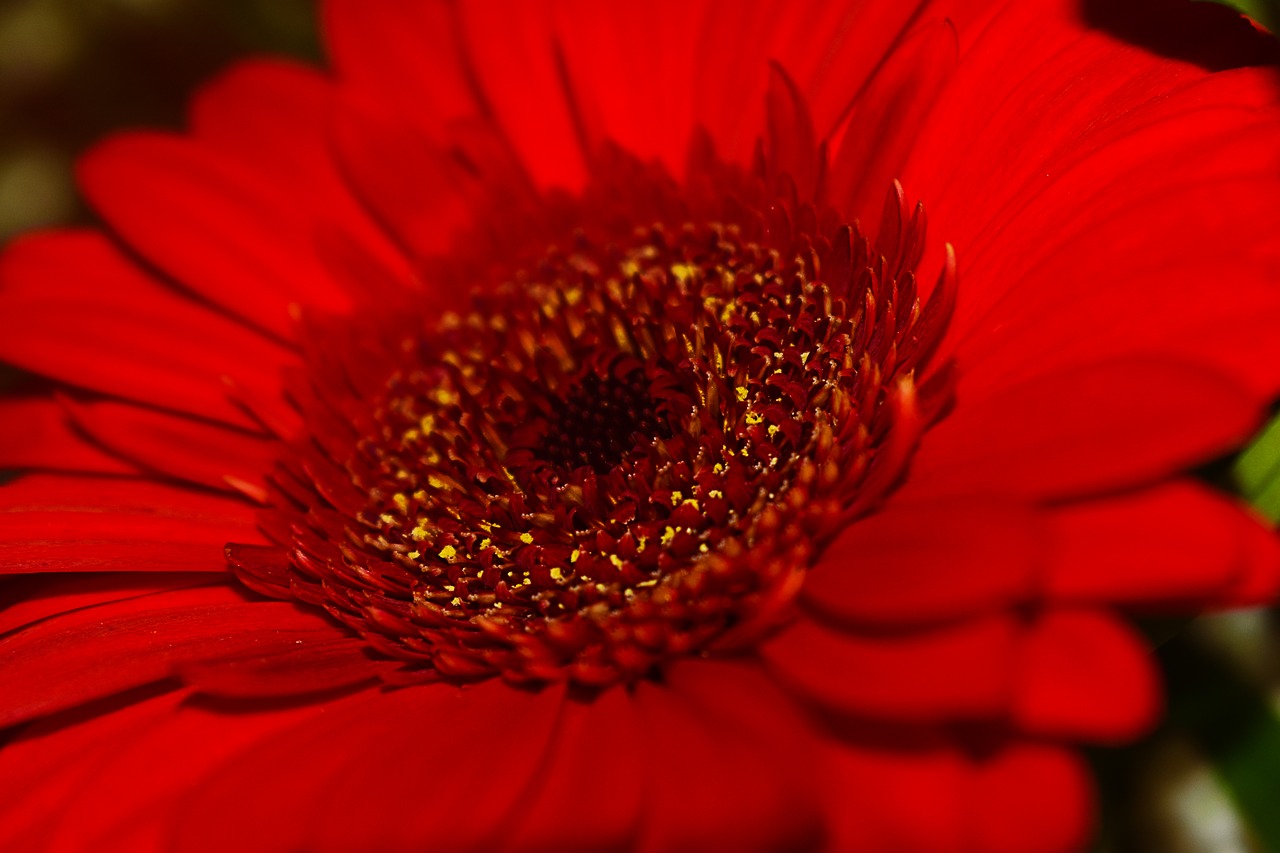 closeup  nature  flower free photo