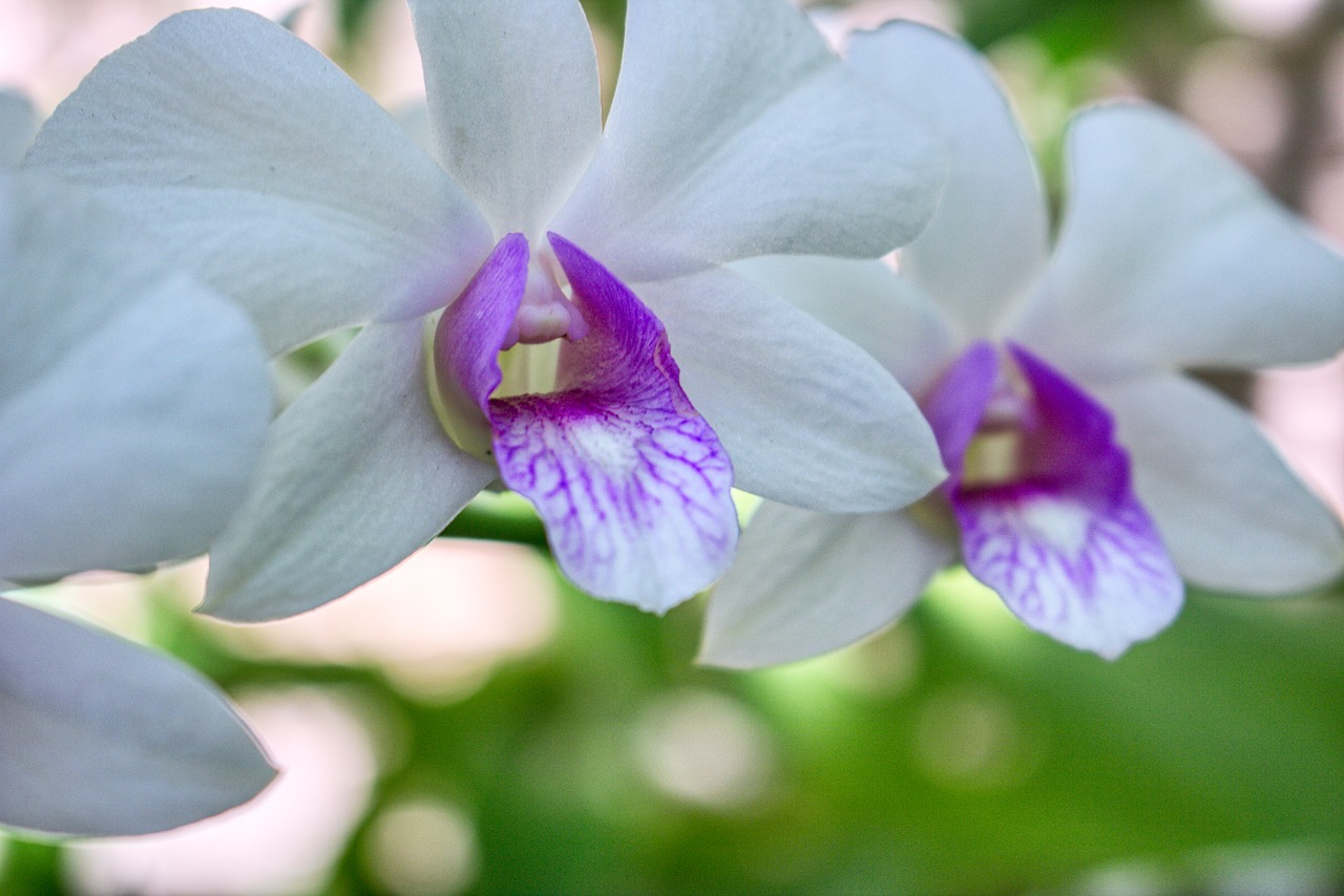 closeup  bloom  orchid free photo