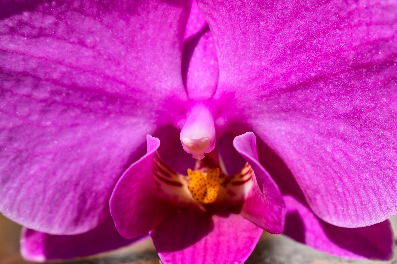 closeup  orchid  flower free photo