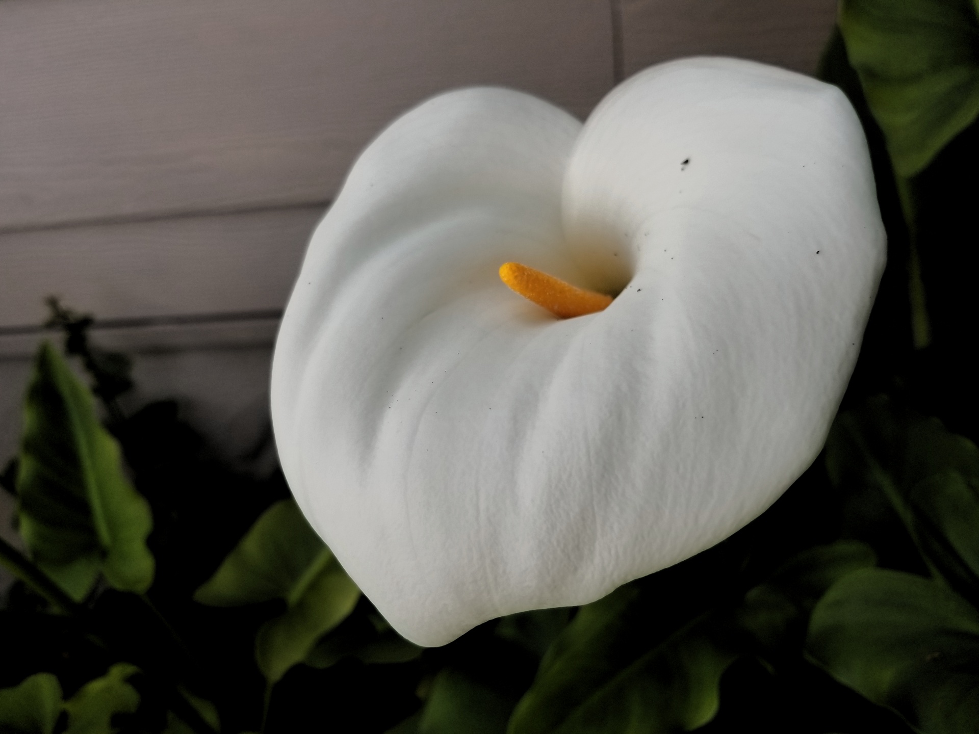 calla lily flower closeup free photo