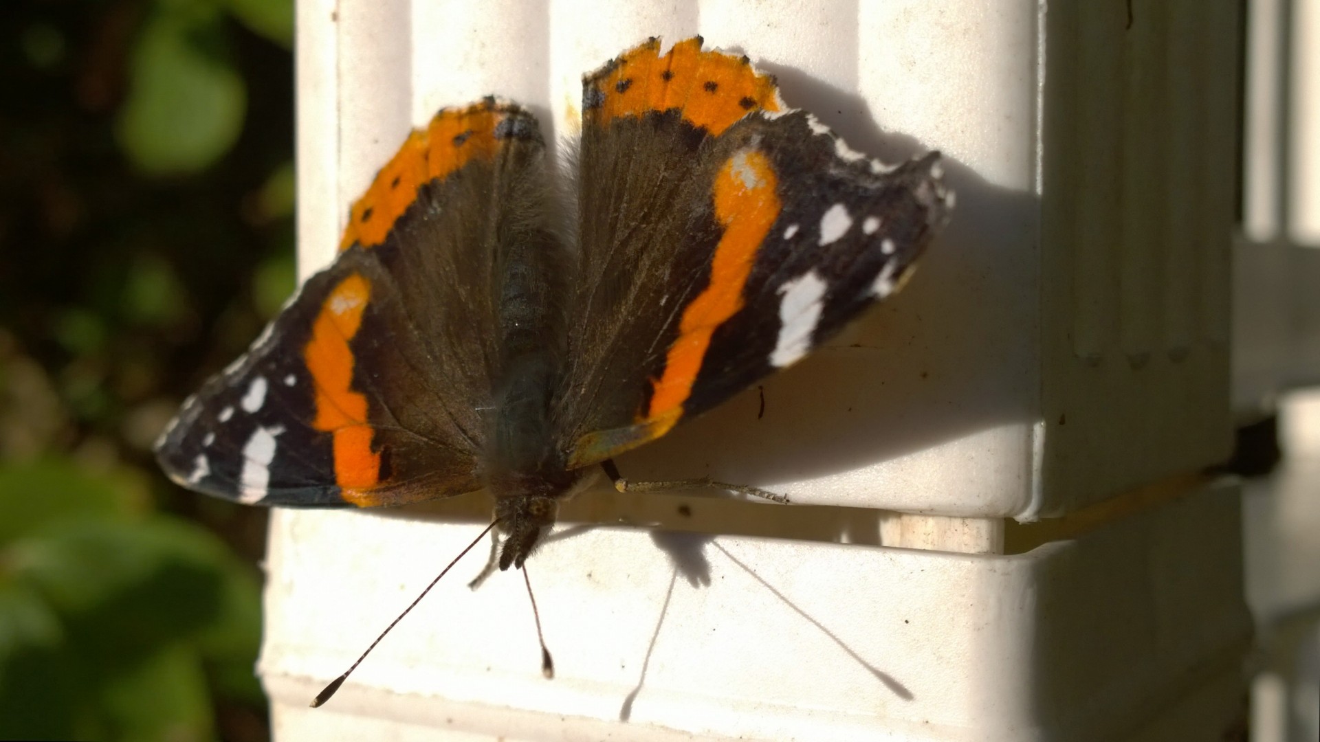 butterfly kent closeup free photo