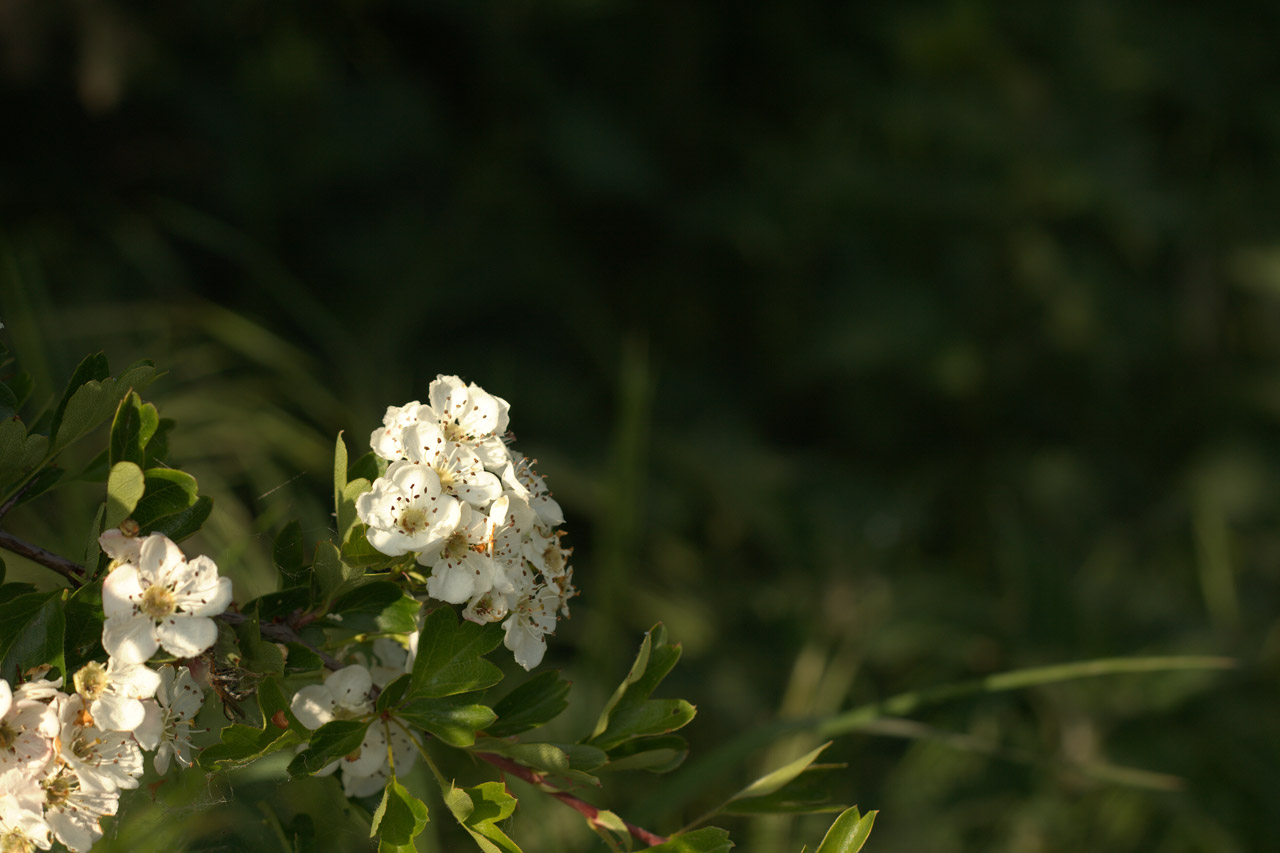 tree blossom nature free photo