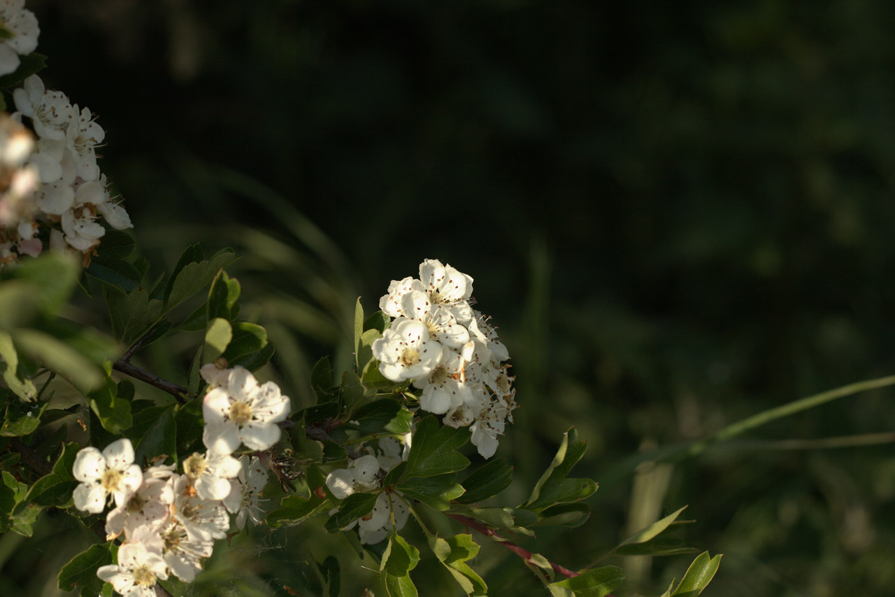 tree blossom nature free photo