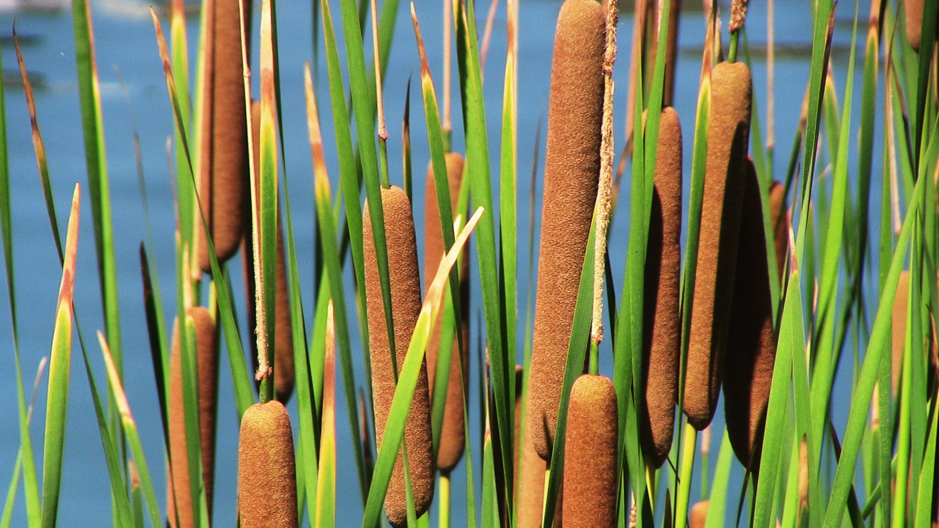 plant water cattails free photo