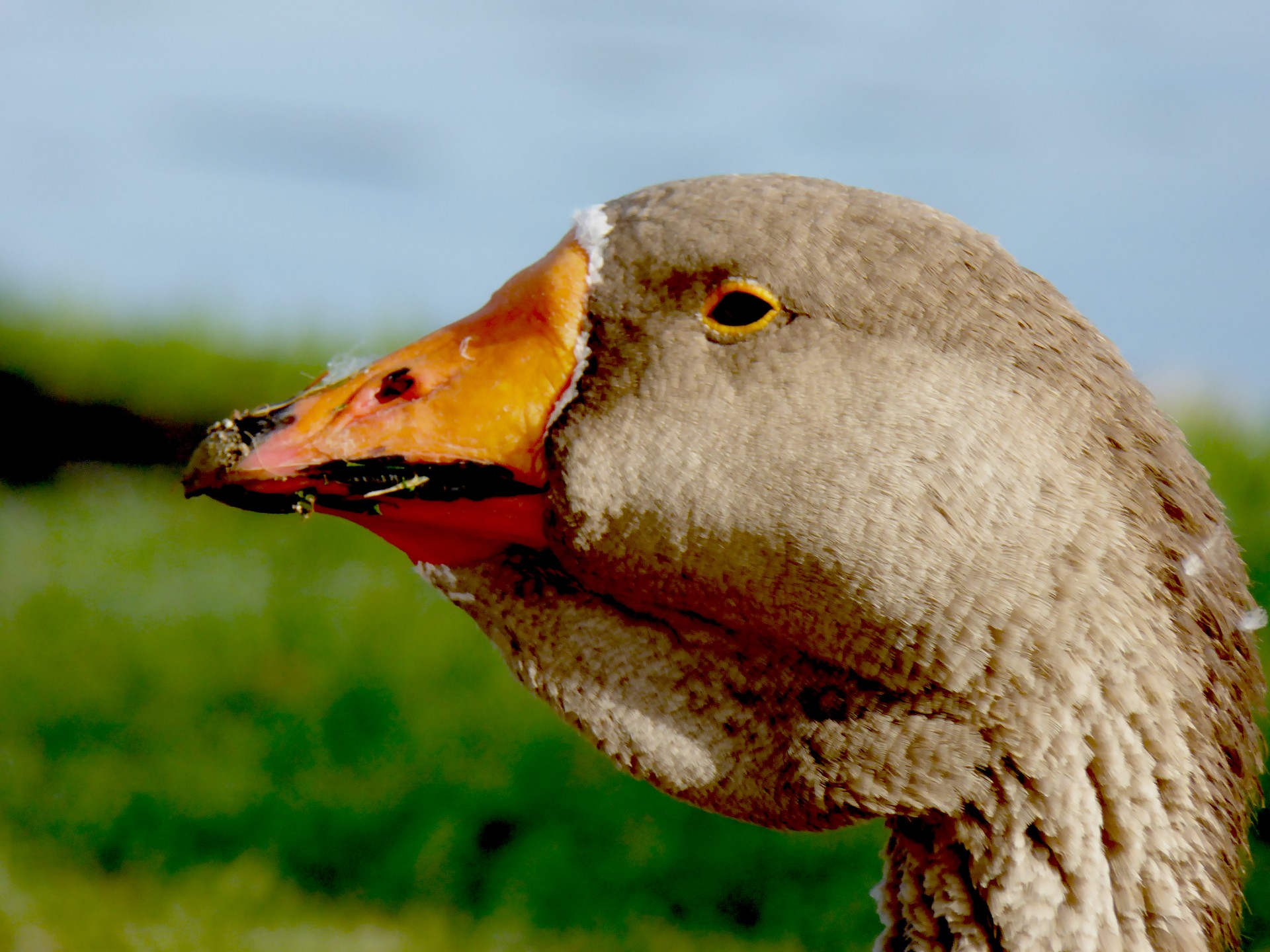 goose closeup bird free photo