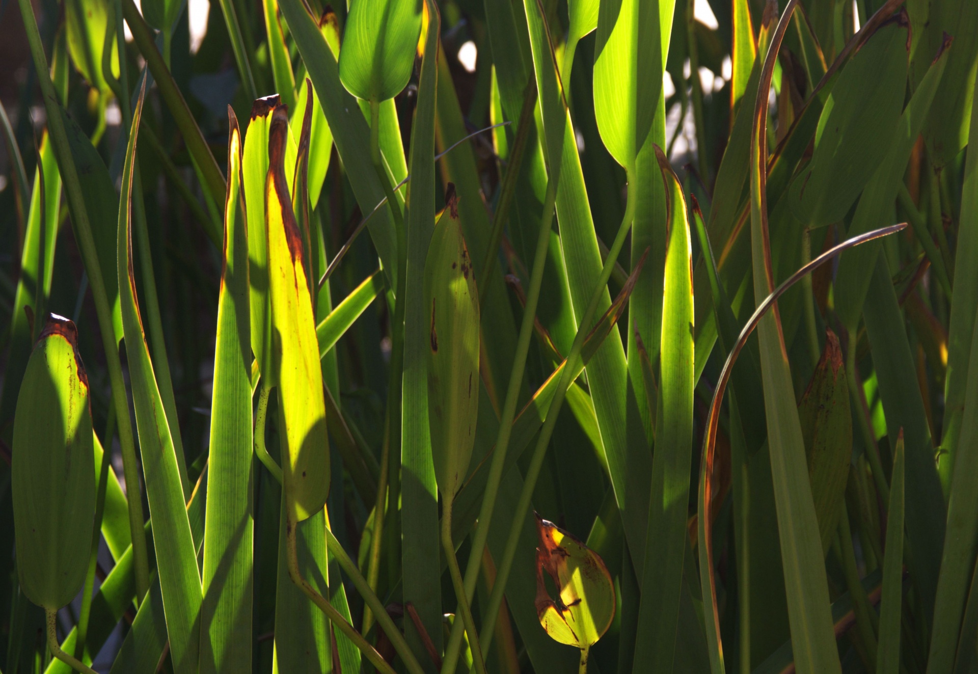 closeup green reeds free photo