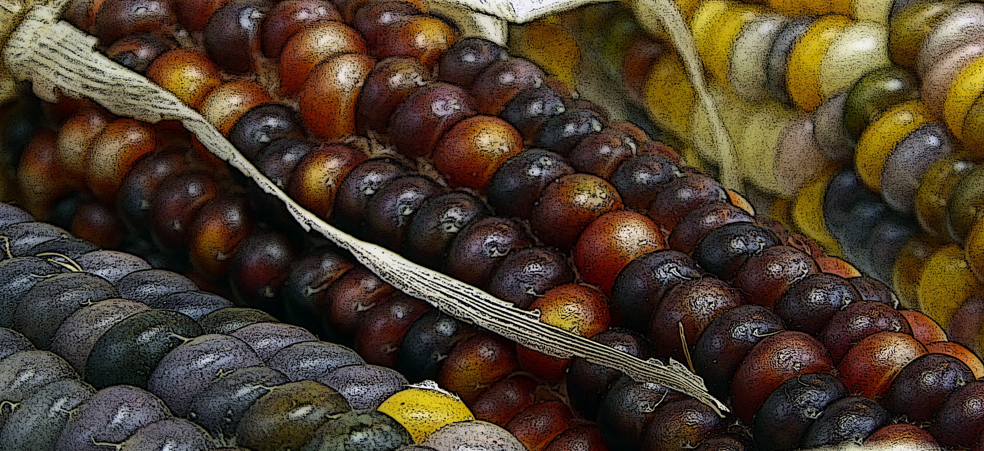 background indian corn thanksgiving free photo
