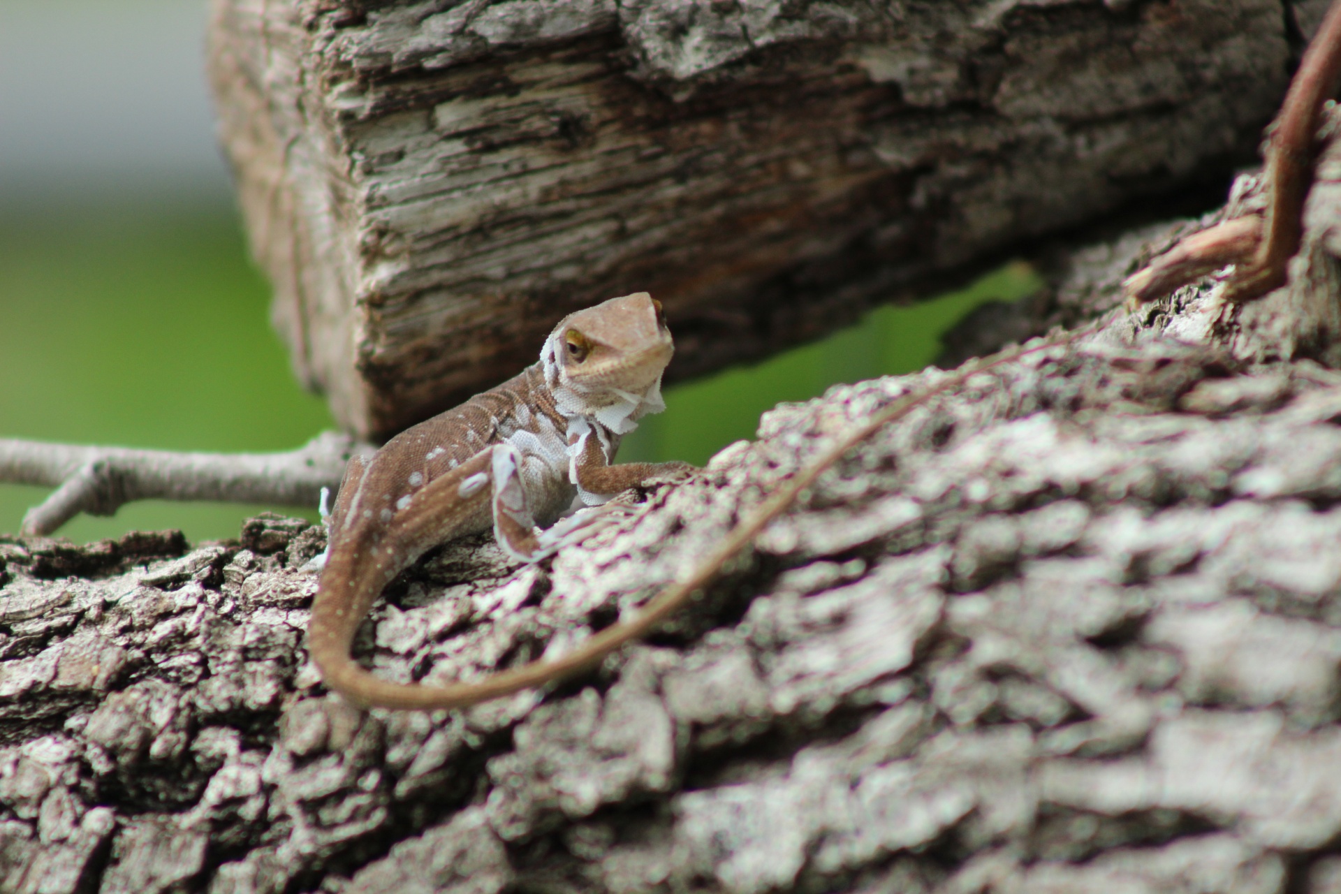 brown green anole free photo