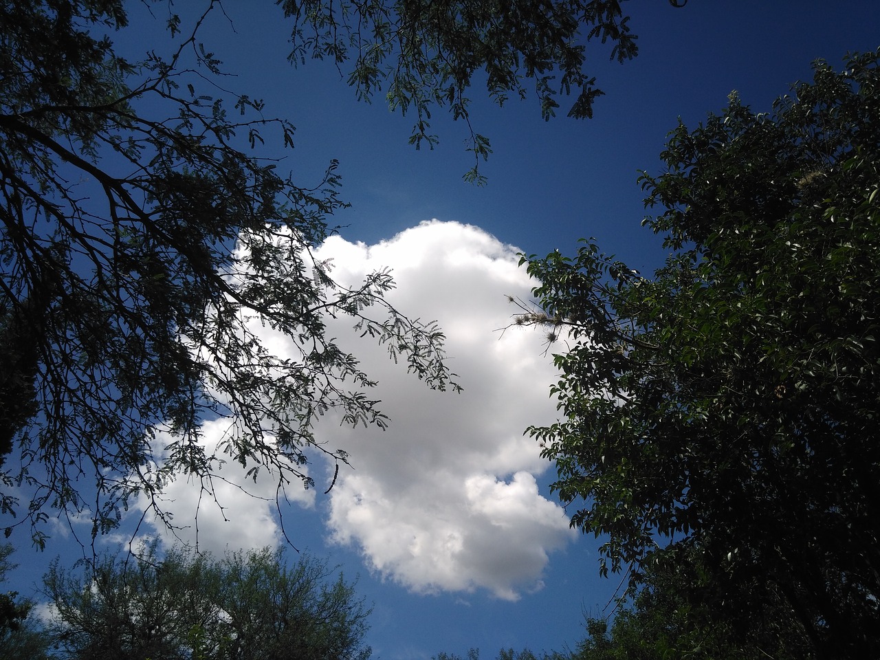 cloud tree heaven free photo