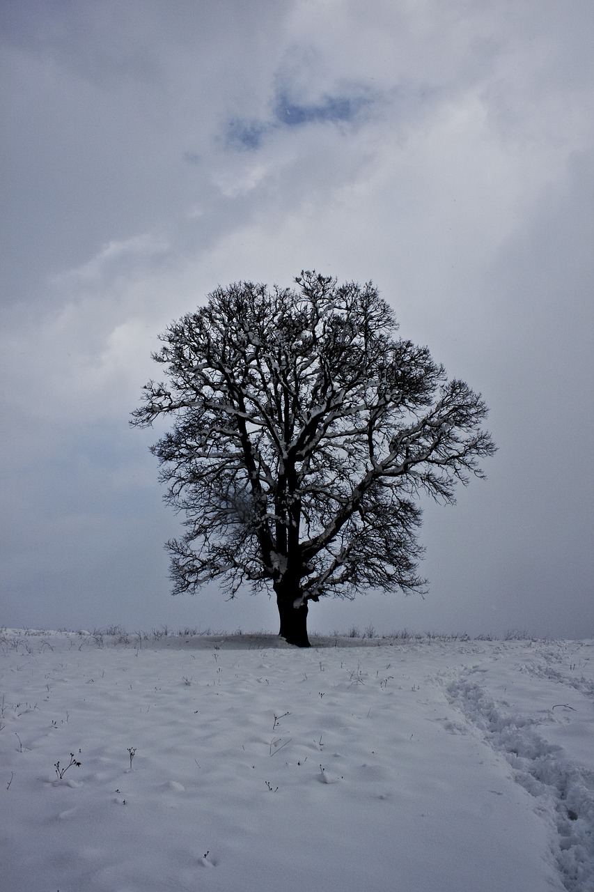 cloud snow winter free photo