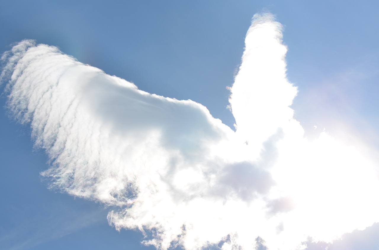 cloud bird sky free photo