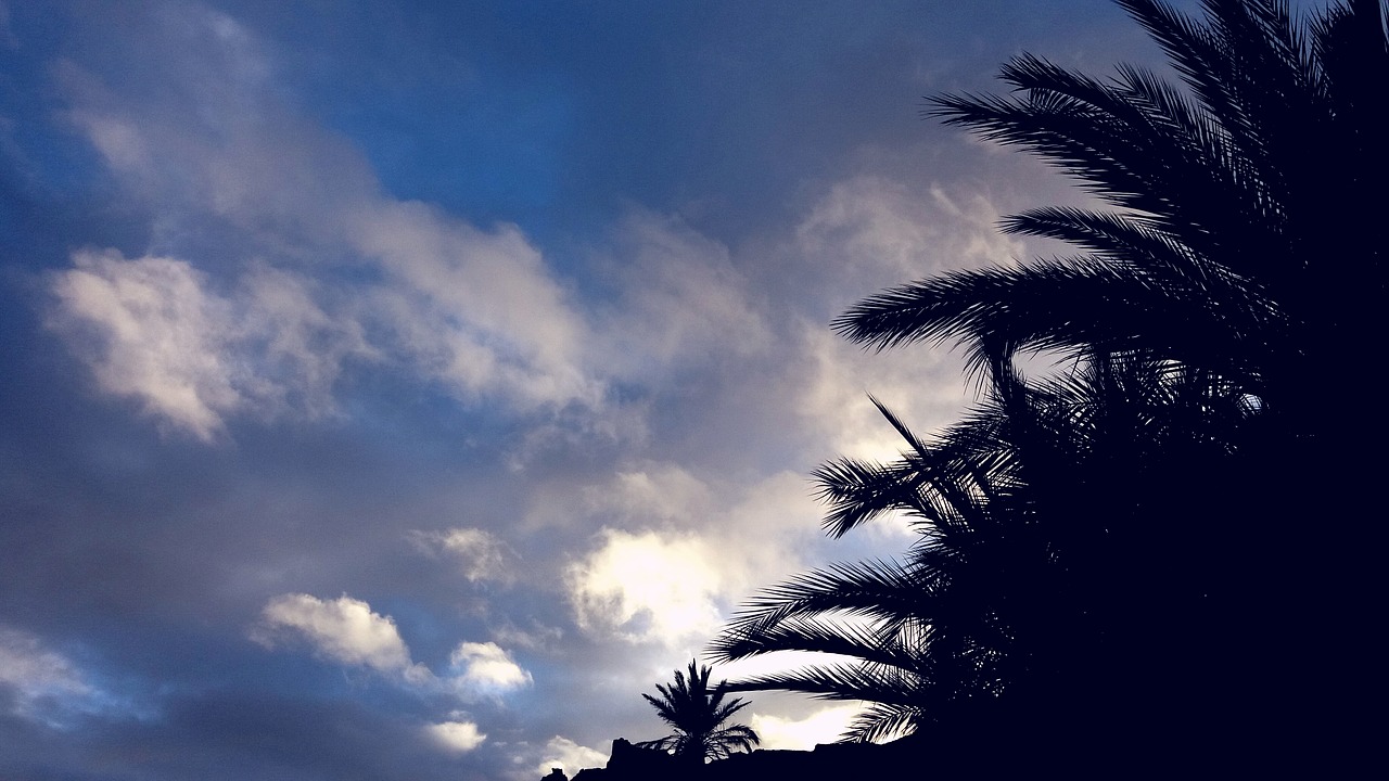 cloud forest path tunnel nature sunset free photo