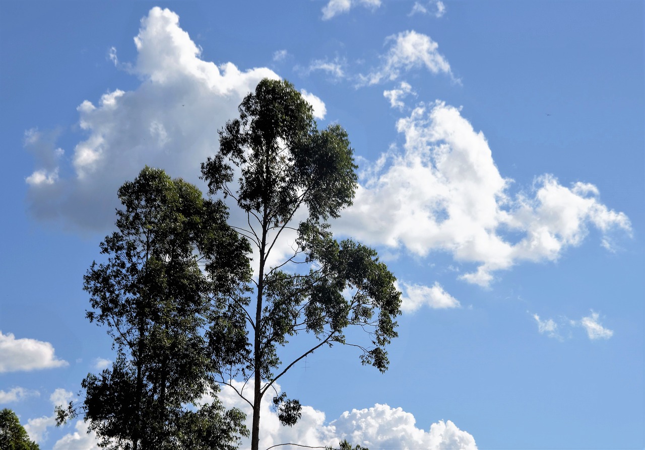 cloud tree landscape free photo