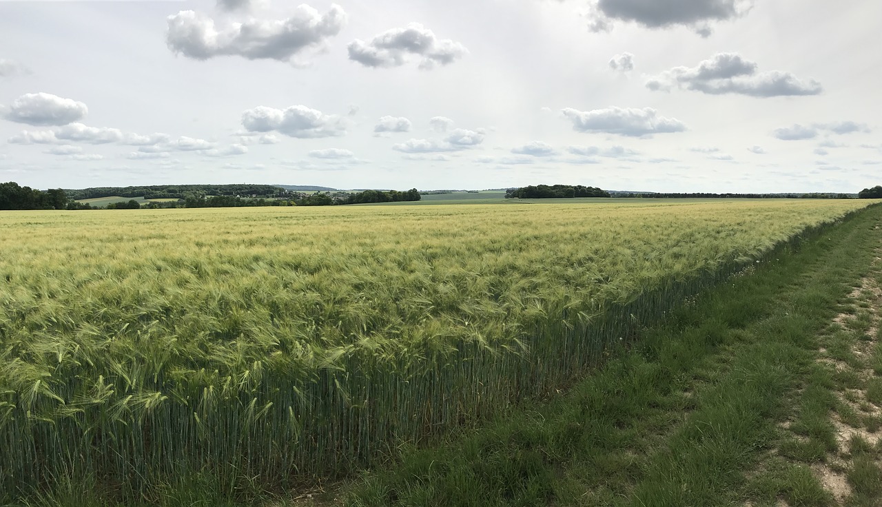 cloud wheat field free photo