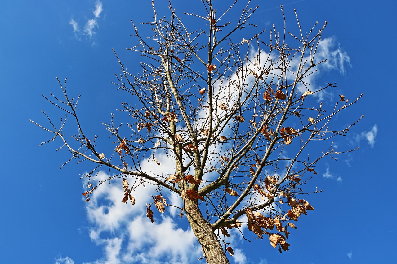 cloud wood blue free photo