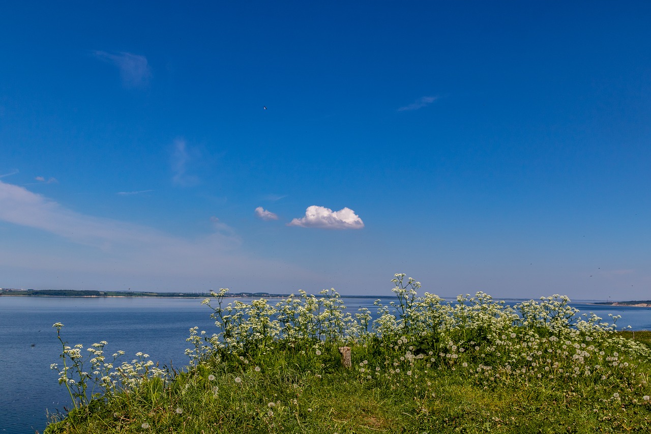 cloud  sky  blue free photo