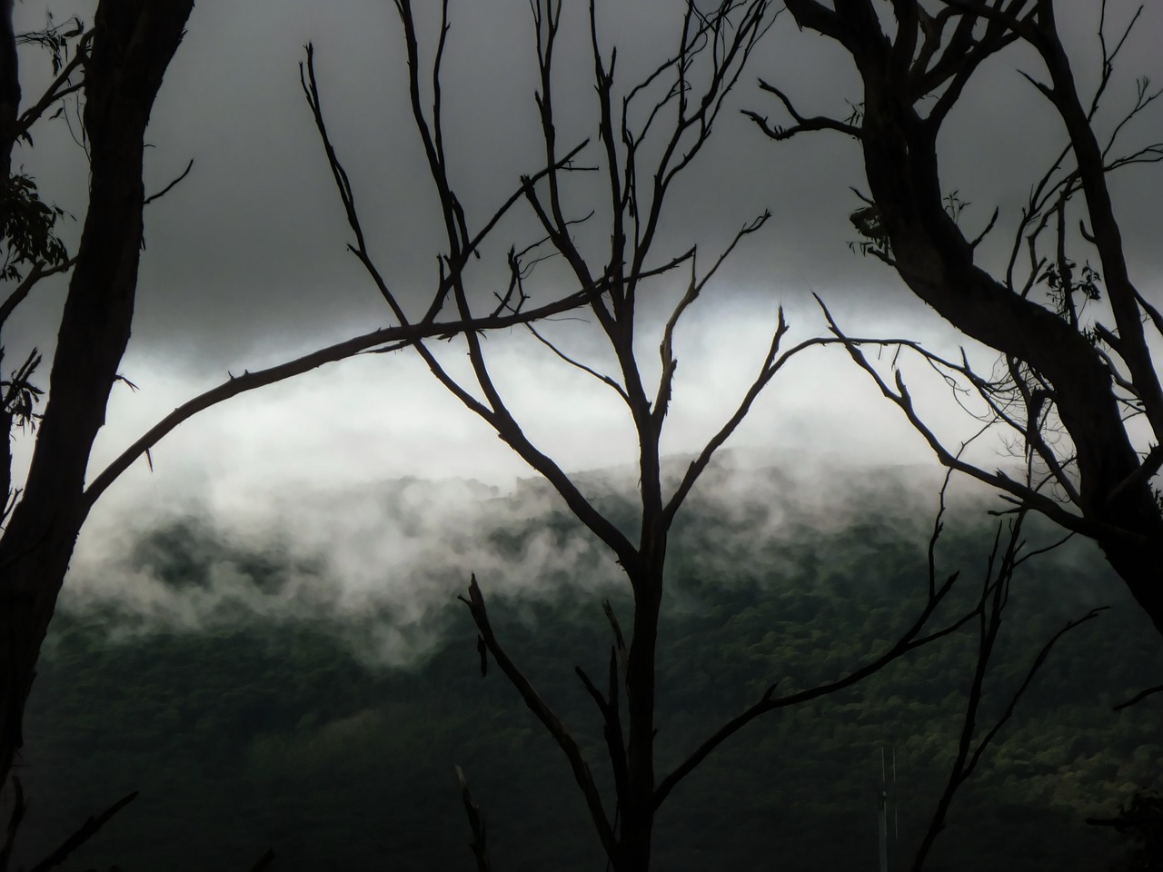 cloud  mist  trees free photo