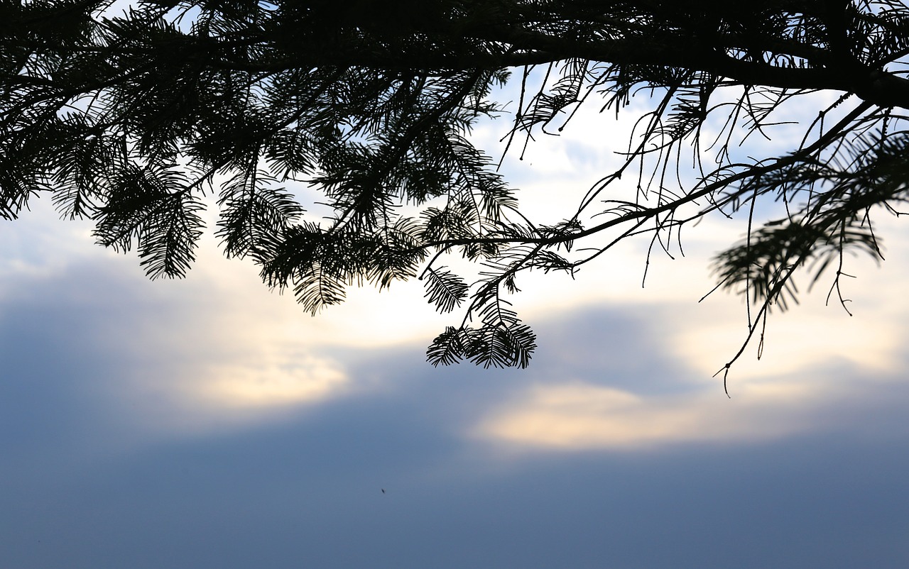 cloud himmel spruce free photo