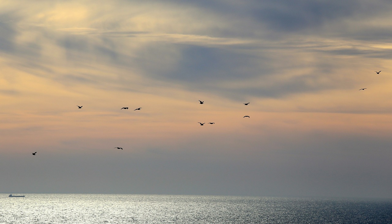 cloud birds clouds free photo