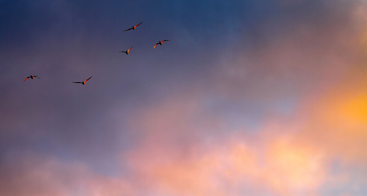 cloud color birds free photo