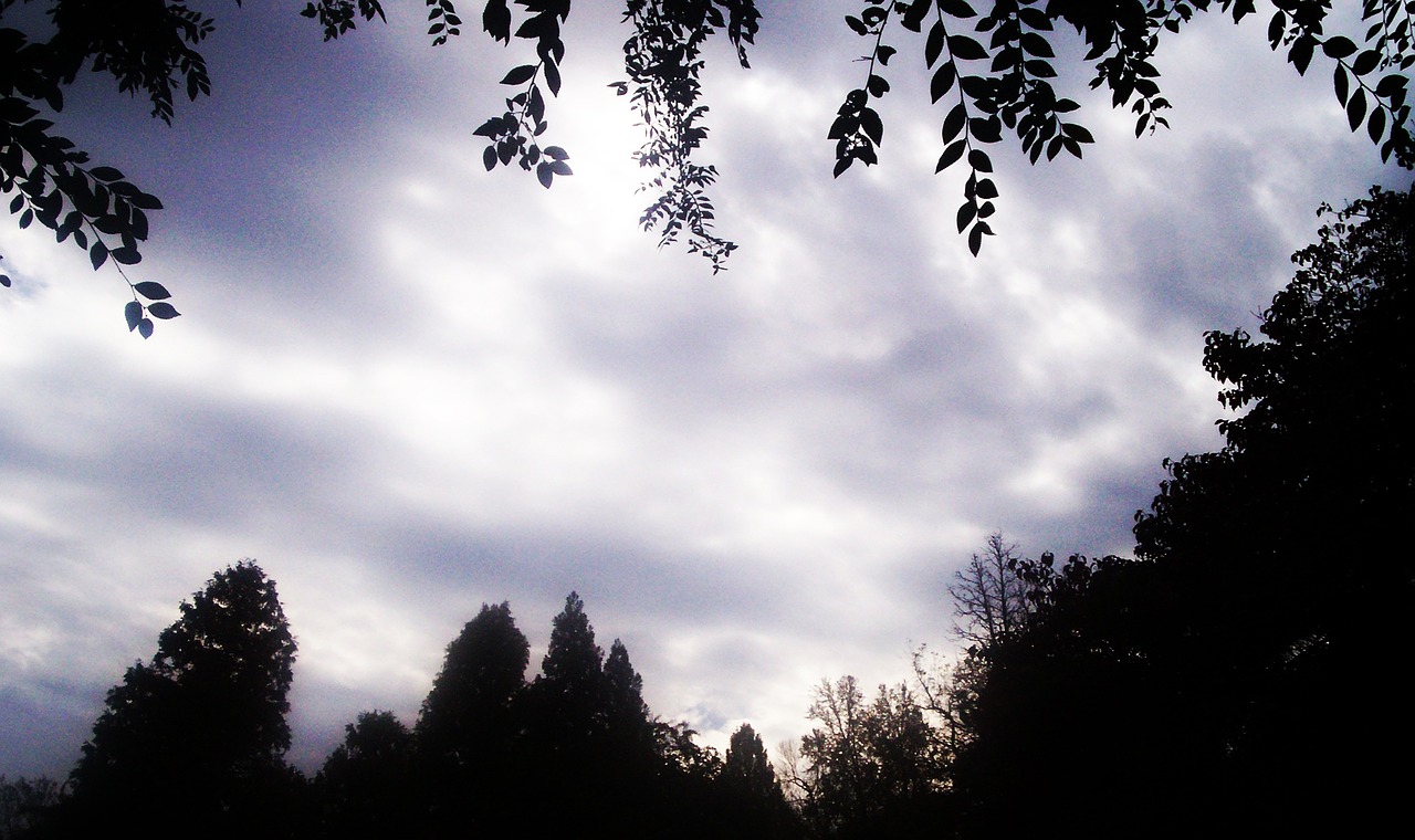 cloud tree scenic free photo