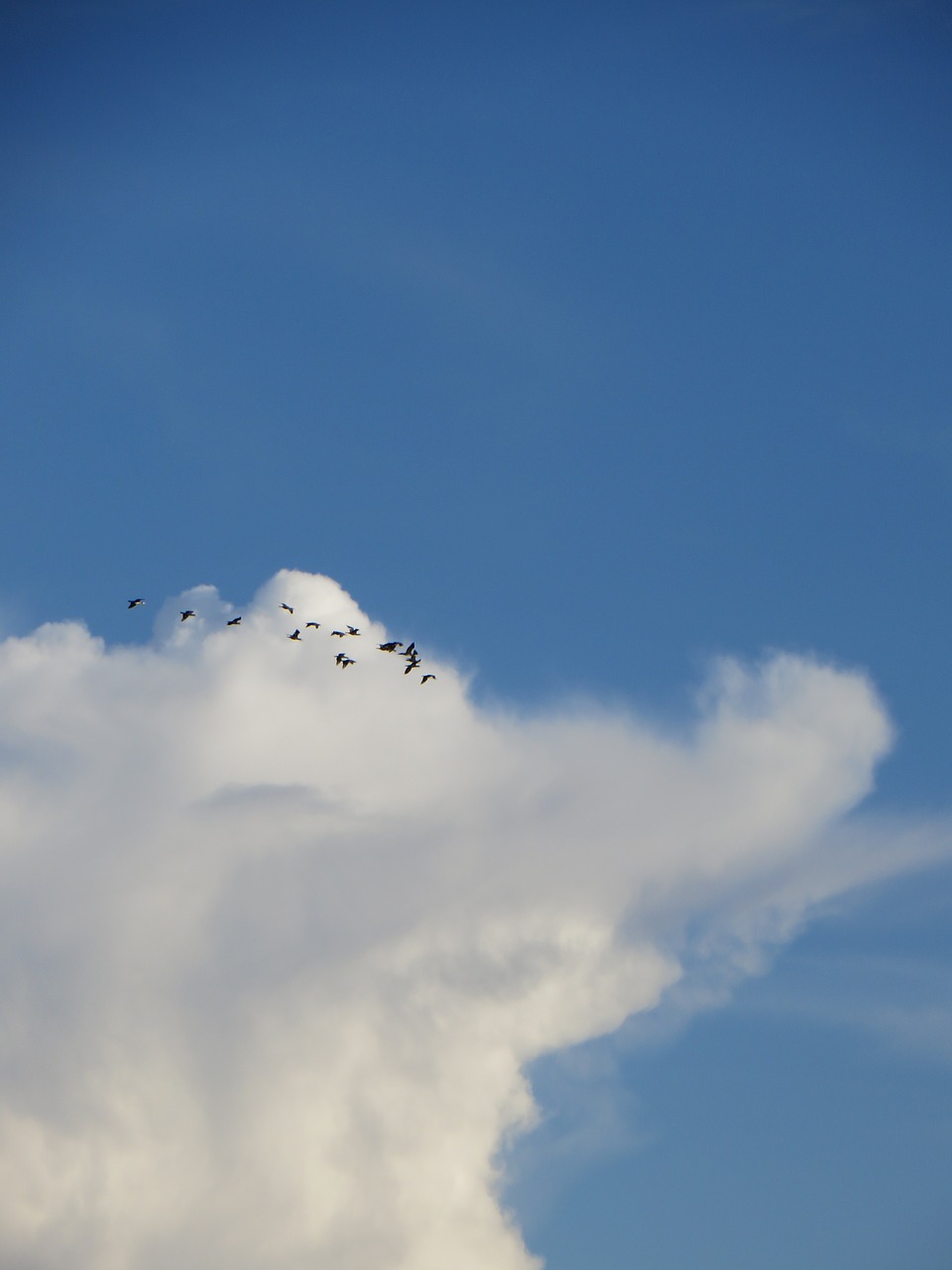 cloud himmel birds free photo