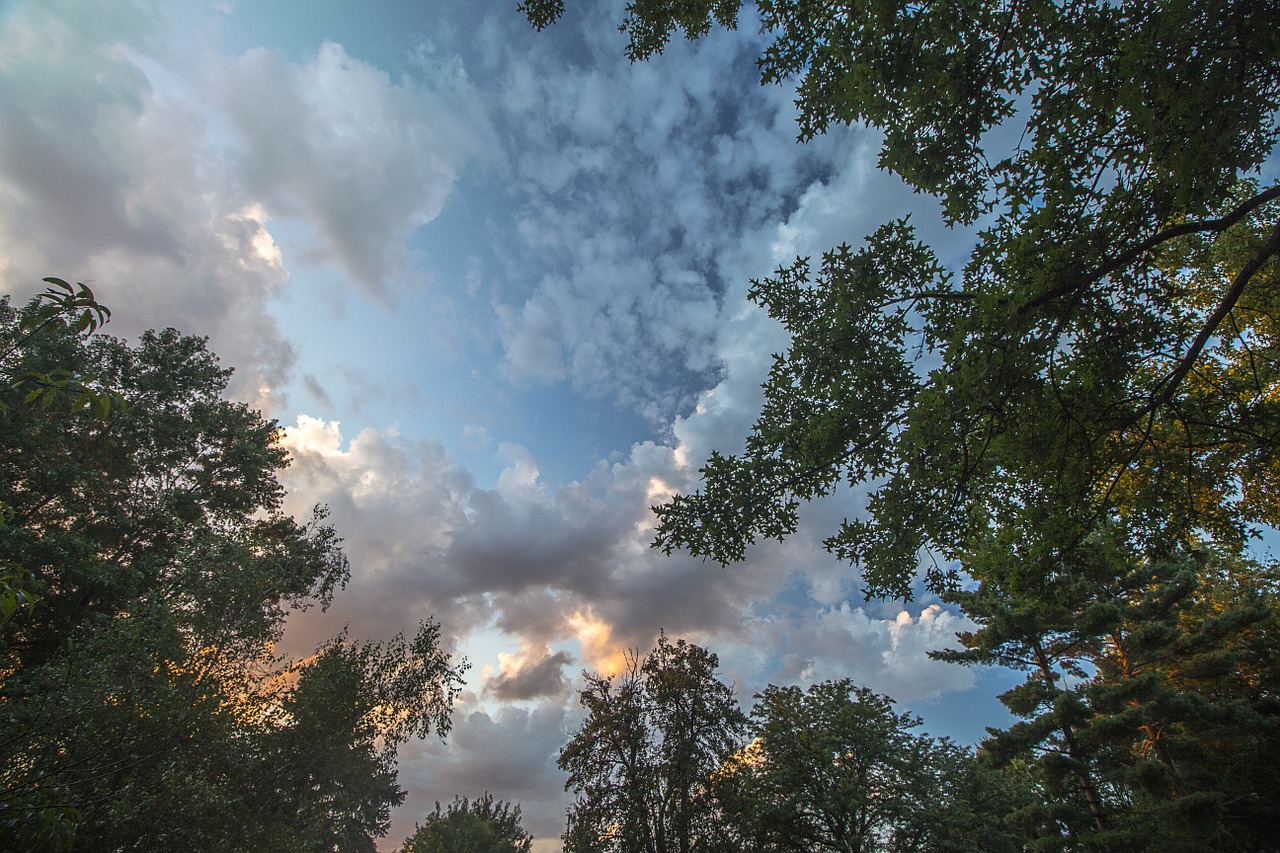 cloud sunset tree free photo