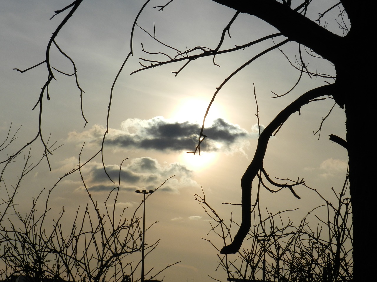 cloud tree mood free photo