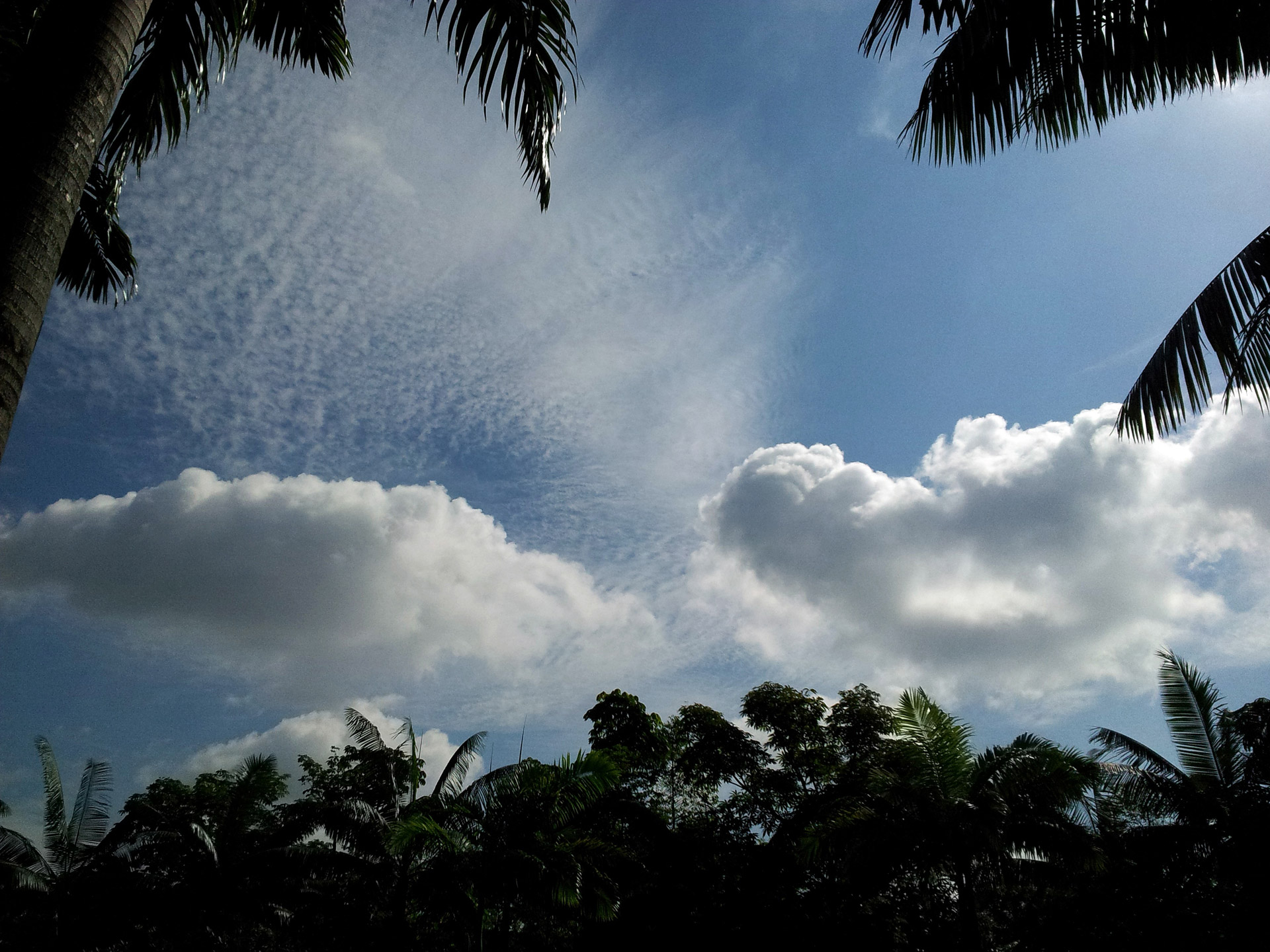 cloud and leaves free photo