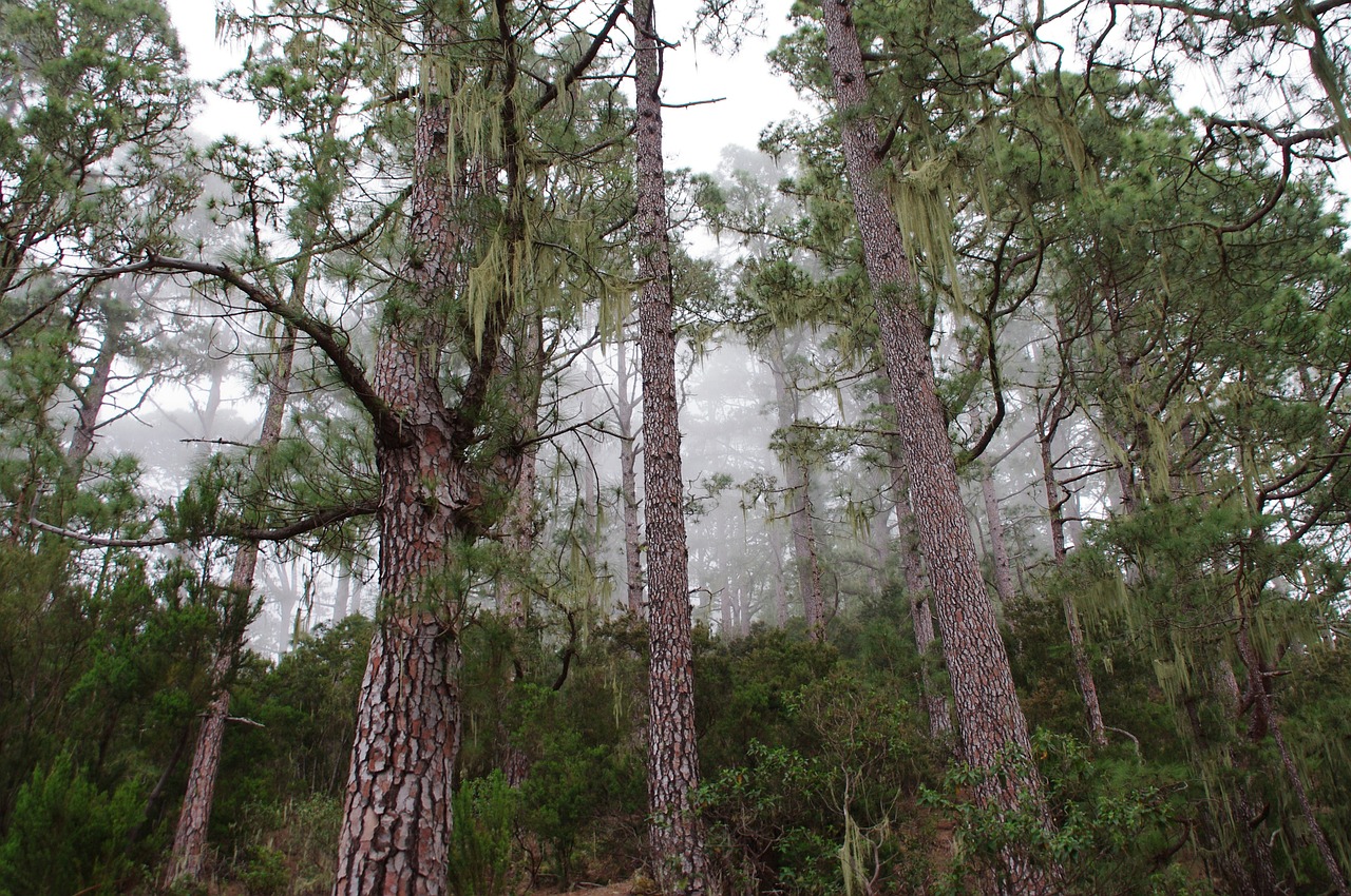 cloud forest jungle nature free photo