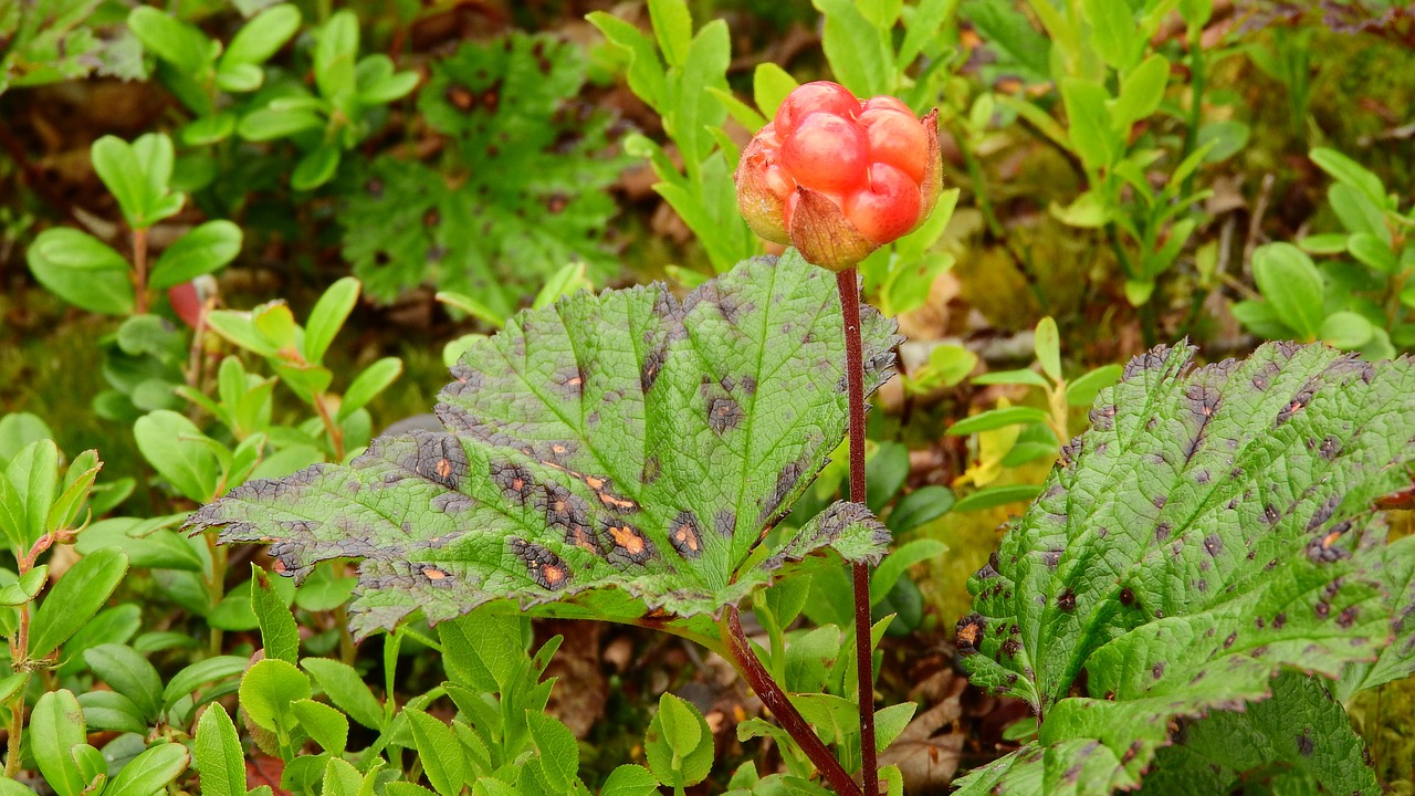 cloudberry rubus chamaemorus sweden free photo