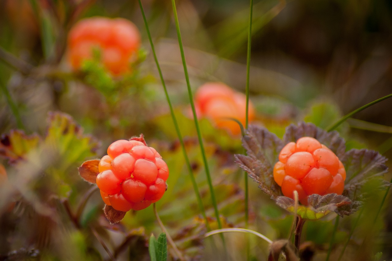 cloudberry bush produces berries berry free photo