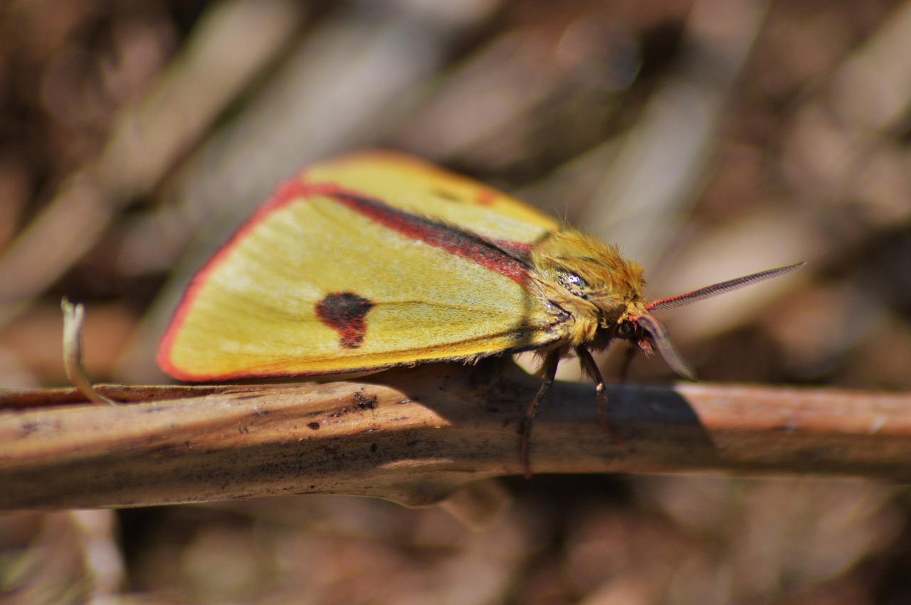 clouded border moth nature free photo