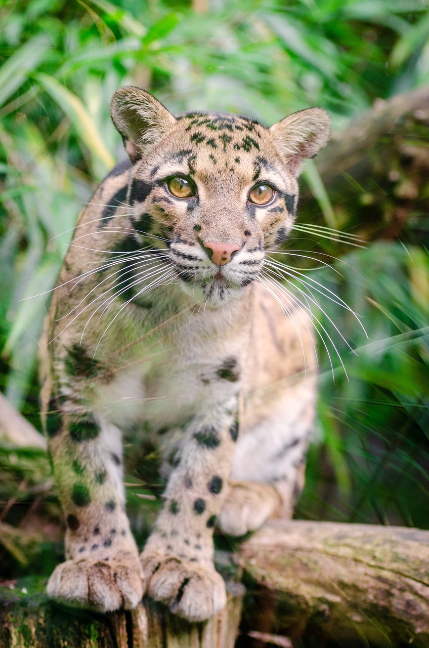 clouded leopard feline mammal free photo