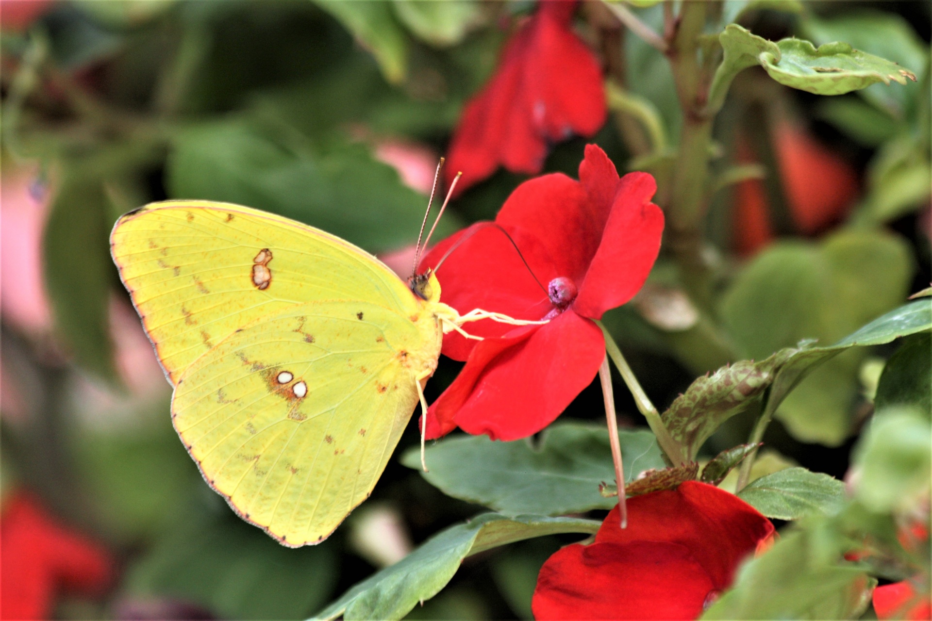 Цветок красные бабочки. Бабочка красного цвета. Бабочка красно желтая. Красный мотылек. Красные бабочки фото.