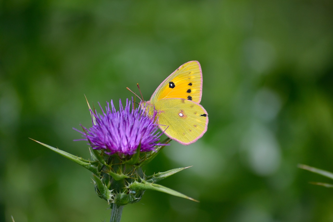 clouded yellow butterfly butterfly on flower butterfly enjoy nector free photo