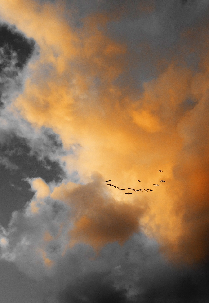 clouds birds sky free photo