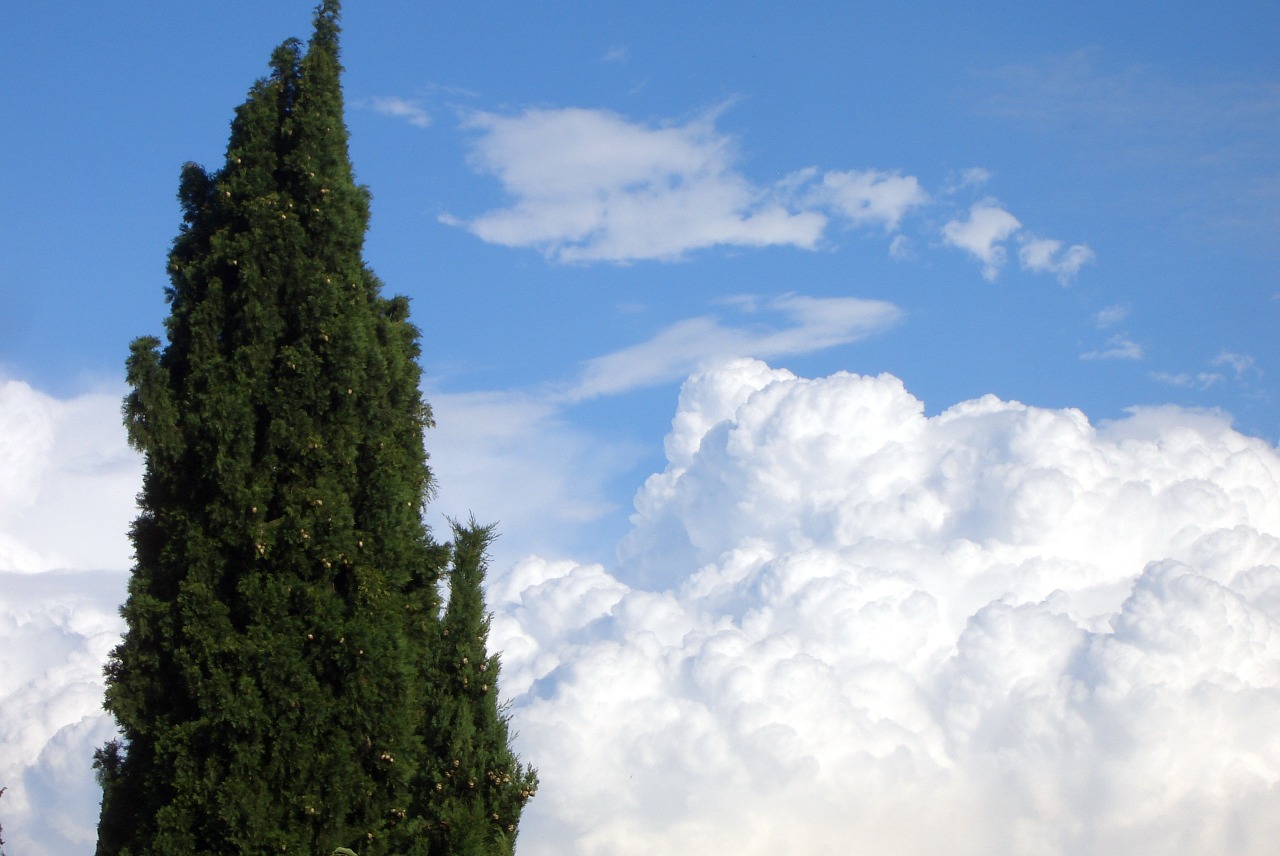 clouds sky trees free photo