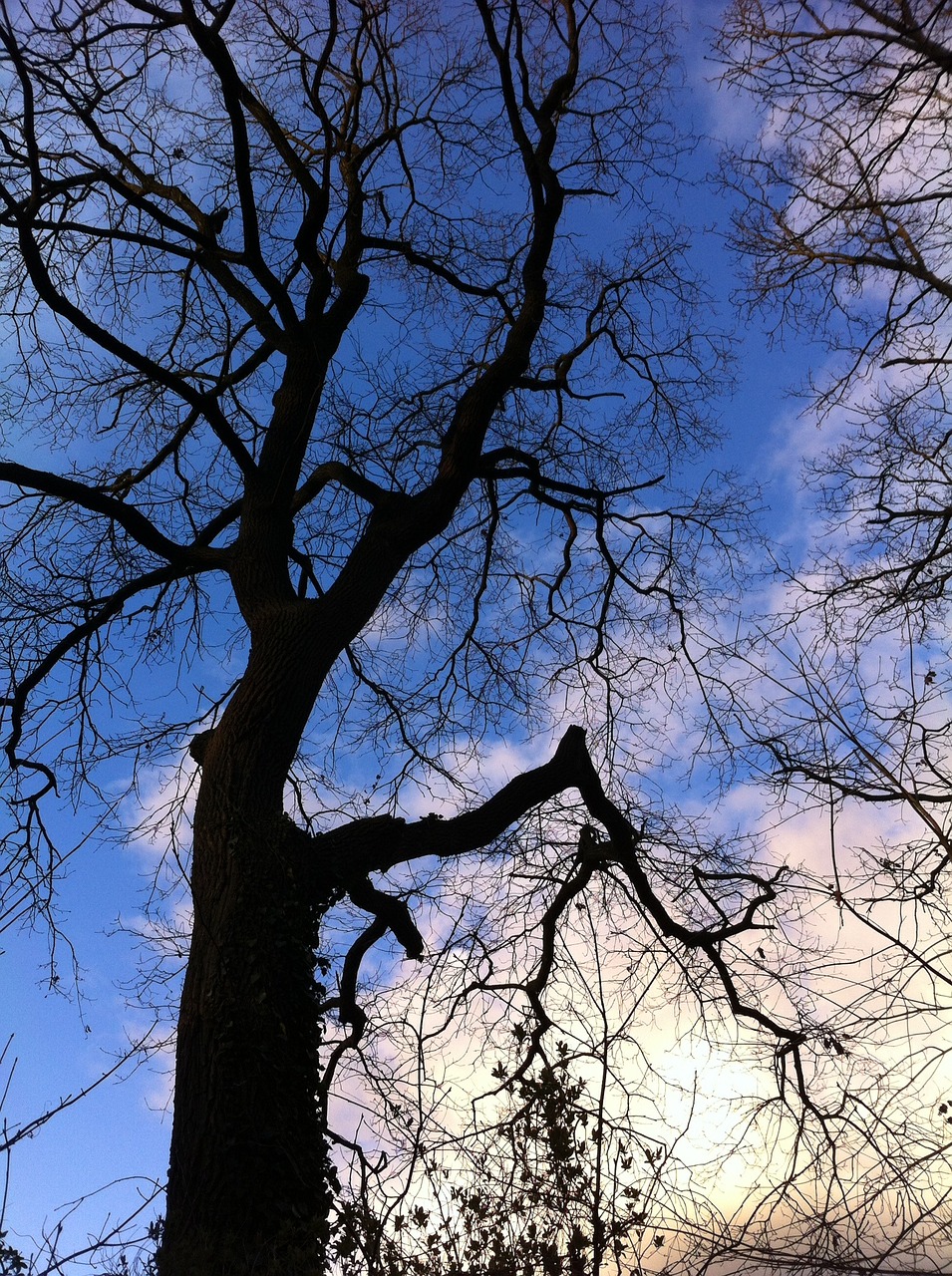 clouds tree nature free photo